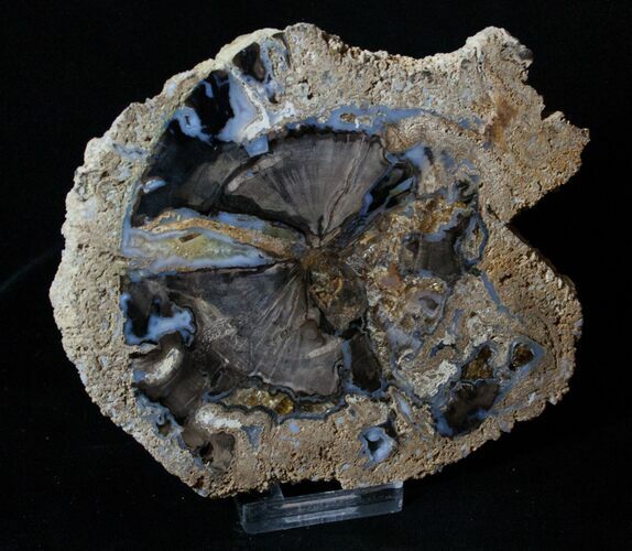 Inch Blue Forest Petrified Wood Slab - Insect Borings #3249